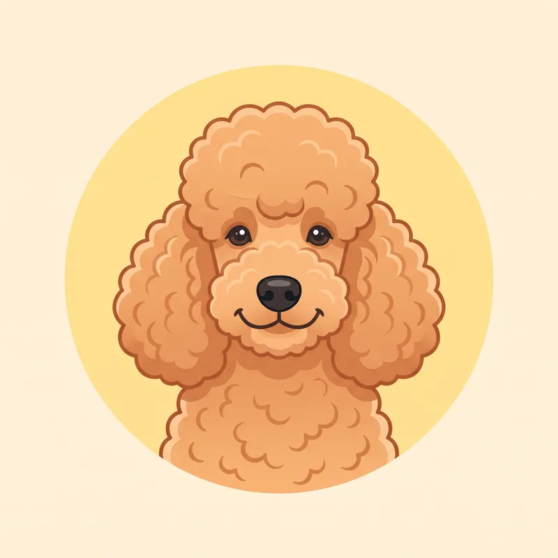 Poodle illustration