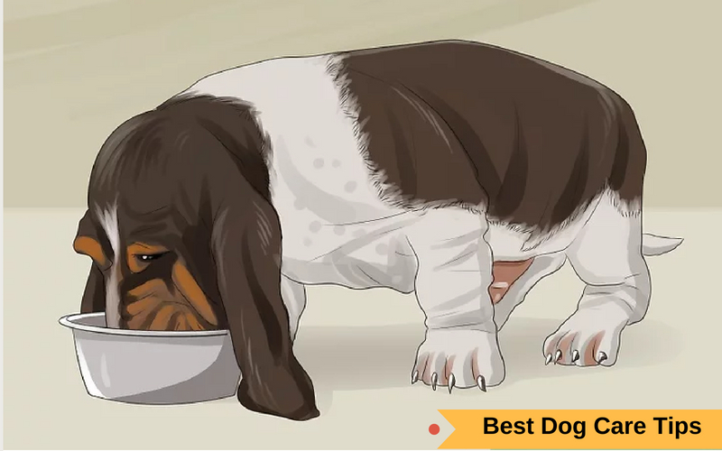 Best Dog Care Tips
