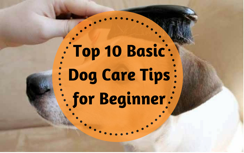 basic dog care