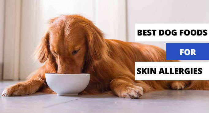 5 Best Dog Foods For Skin Allergies in 2024- Top Picks!