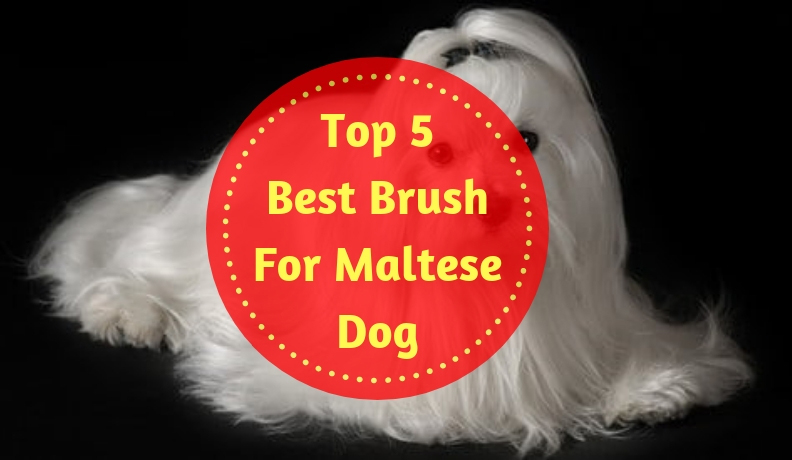 best dog brush for maltese