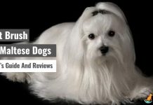 Best Brush For Maltese Dogs