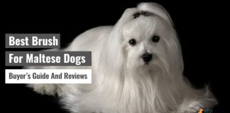 Best Brush For Maltese Dogs