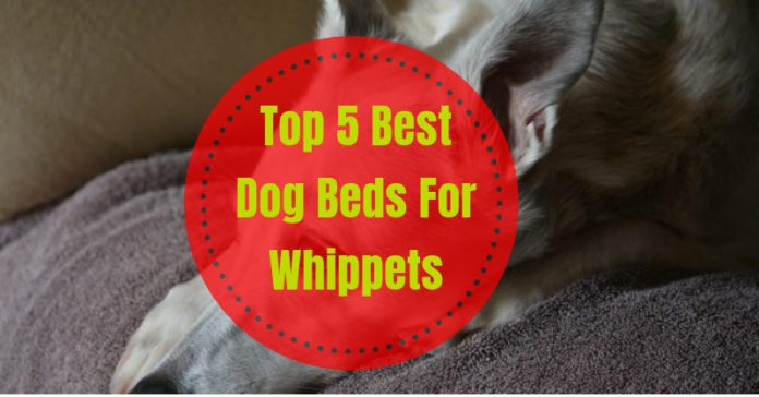 Best Dog Beds For Whippets