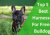 Best Harnesses For French Bulldogs