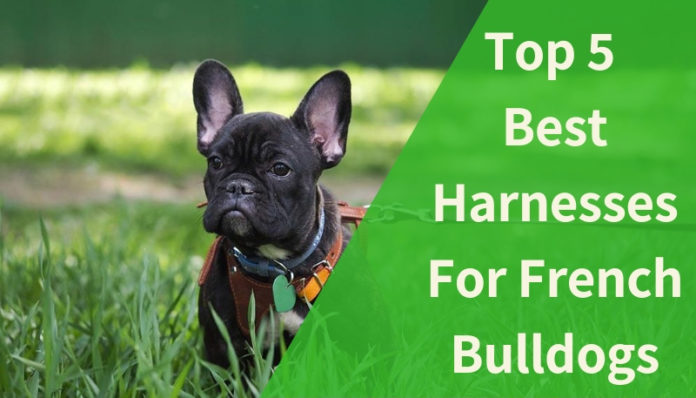 Best Harnesses For French Bulldogs