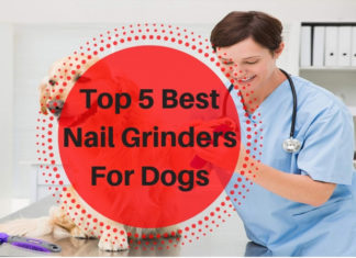 Best Nail Grinders For Dogs