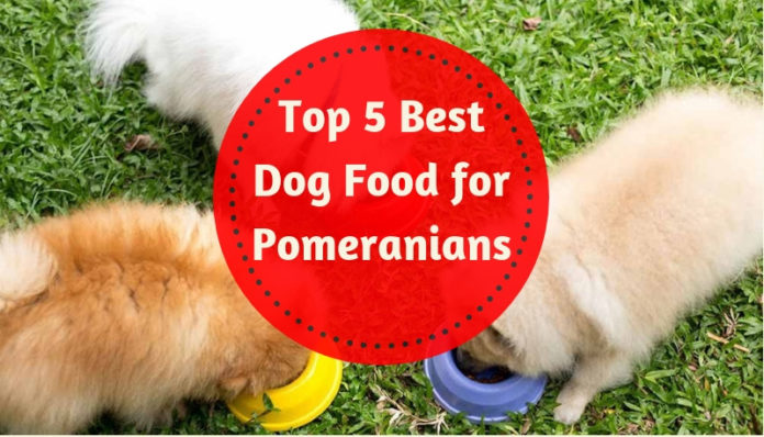 Best Dog Food for Pomeranians