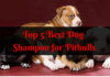 Best Dog Shampoo for Pitbulls