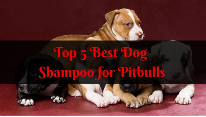 Best Dog Shampoo for Pitbulls