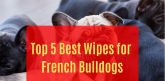 Best Wipes for French Bulldogs
