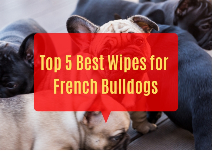 face wipes for french bulldogs