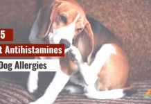 Best Antihistamines for Dog Allergies