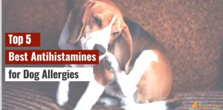 Best Antihistamines for Dog Allergies