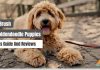 Best Brush for Goldendoodle Puppies