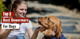 Best Dewormers For Dogs