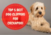 Best Dog Clippers for Cockapoos