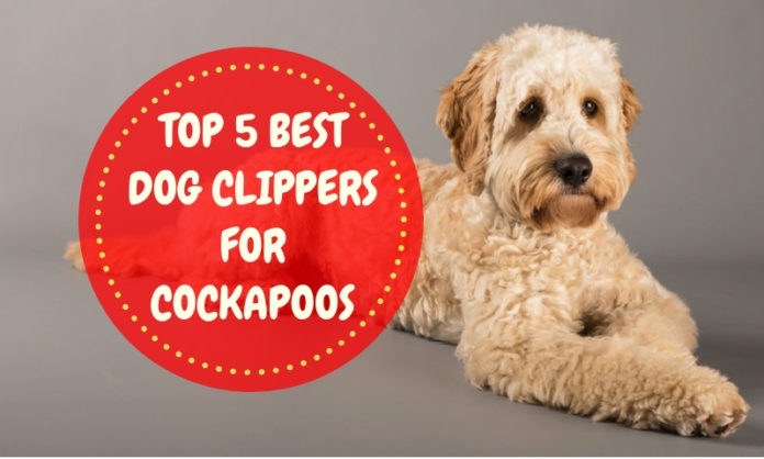 Best Dog Clippers for Cockapoos