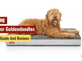 Best Dog Beds for Goldendoodles