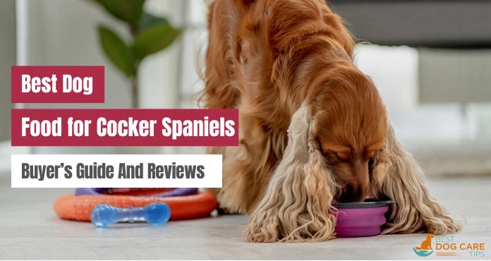 Best Dog Food for Cocker Spaniels