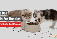 Best Dog Foods For Huskies