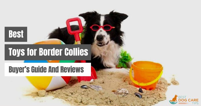 Best Toys for Border Collies