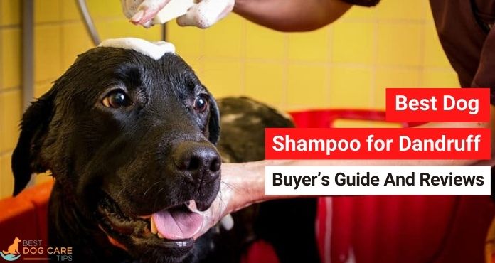 Best Dog Shampoo for Dandruff