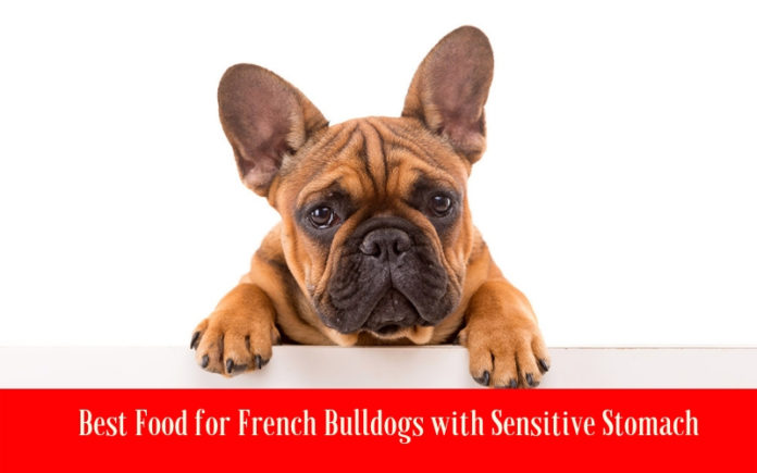5 Best Food for French Bulldogs with Sensitive Stomach In 2020