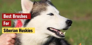 Best Brushes For Siberian Huskies