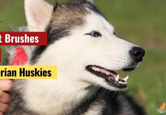 Best Brushes For Siberian Huskies