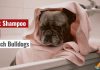 Best Shampoo for French Bulldogs