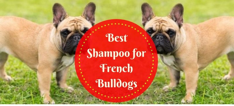 5 Best Shampoo for French Bulldogs In 2020 Best Dog Care