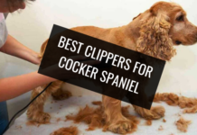 Best Clippers for Cocker Spaniel