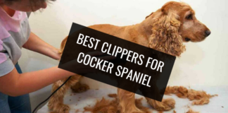 Best Clippers for Cocker Spaniel