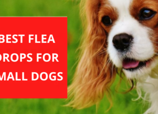 Best Flea Drops for Small Dogs