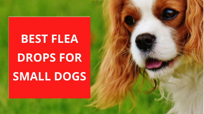 Best Flea Drops for Small Dogs