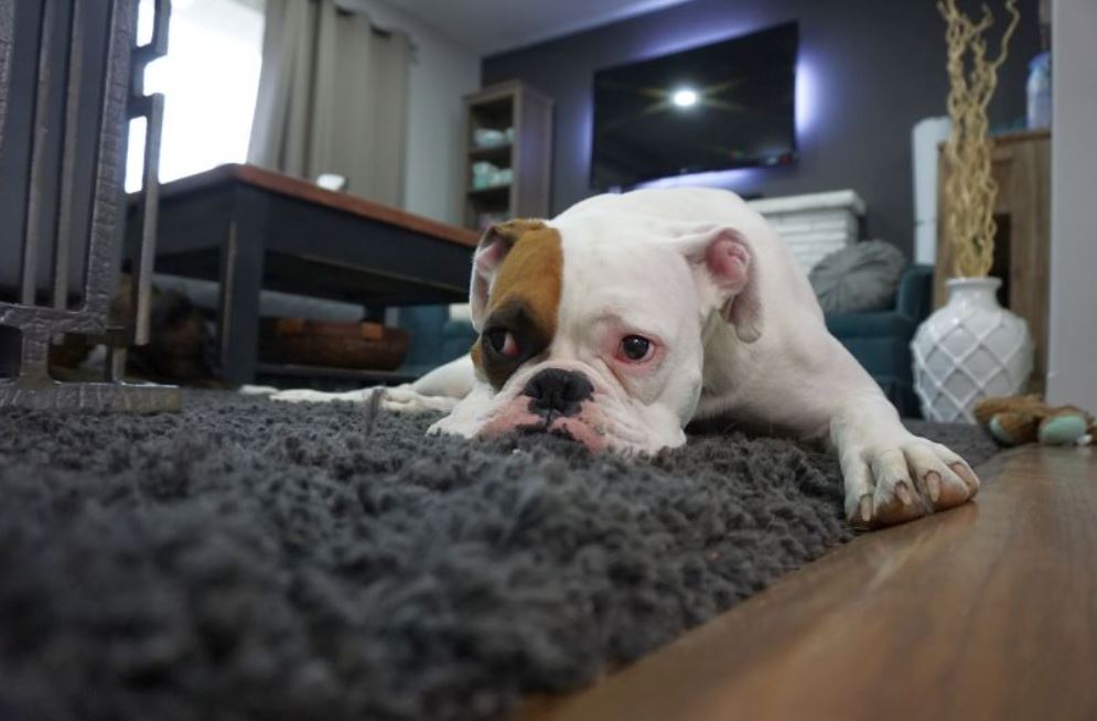 Picking a Good Bed for Your Pooch