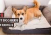 Best Dog Beds for Corgis